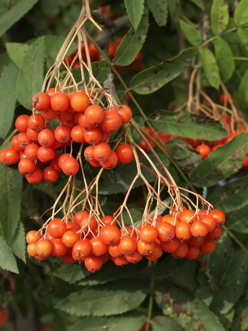 Sorbus aucuparia